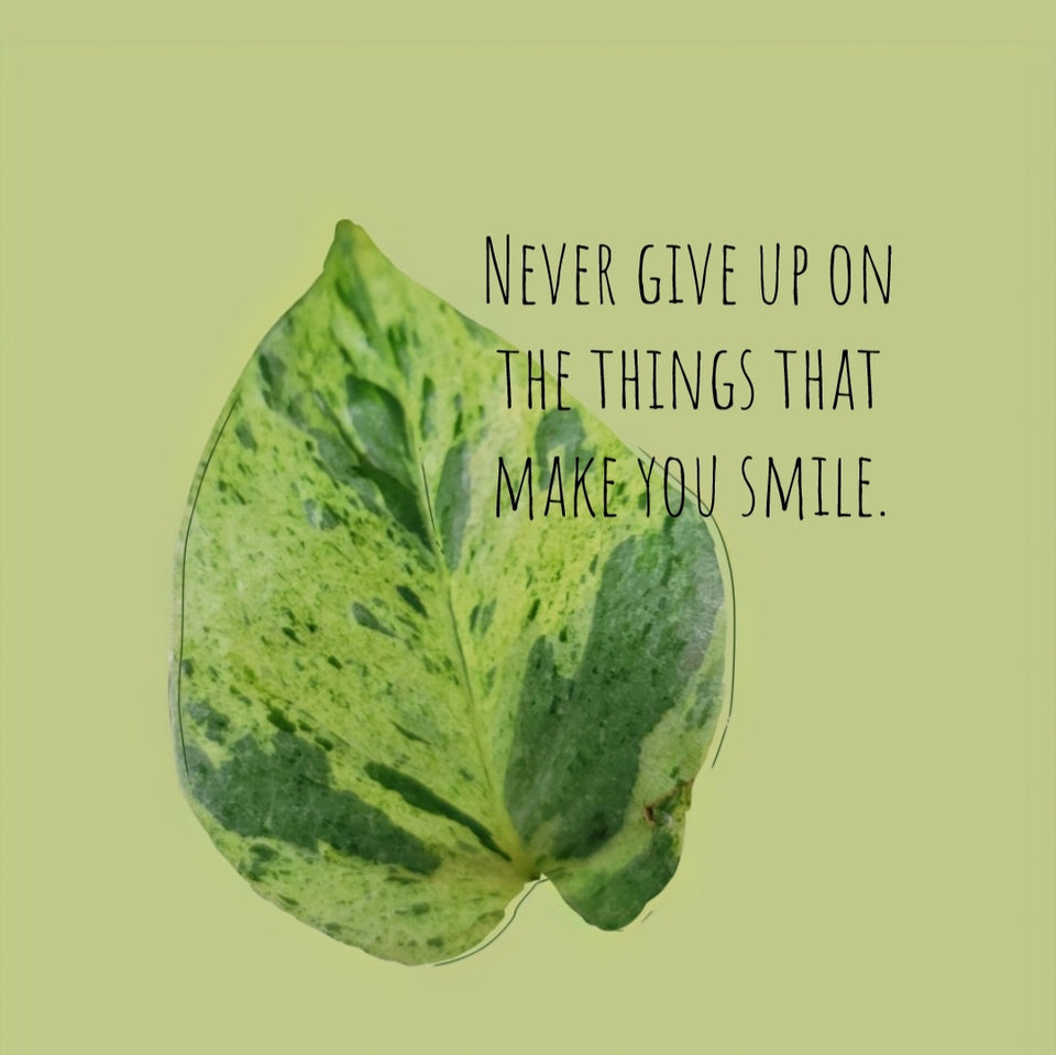 Marble Queen Pothos with Never Give Up On The Things That Make You Smile, Plant Designs by Merry
