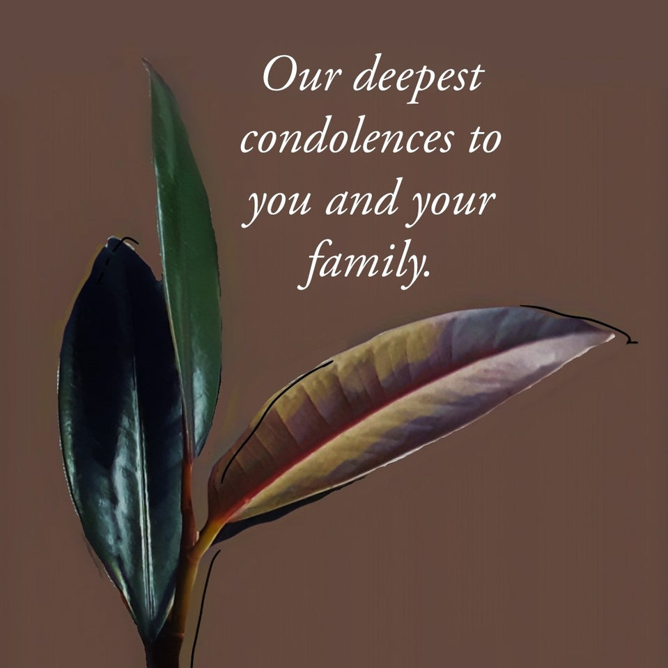 Ficus Elastica, baby rubber plant card, Our deepest condolences card, plant designs by Merry