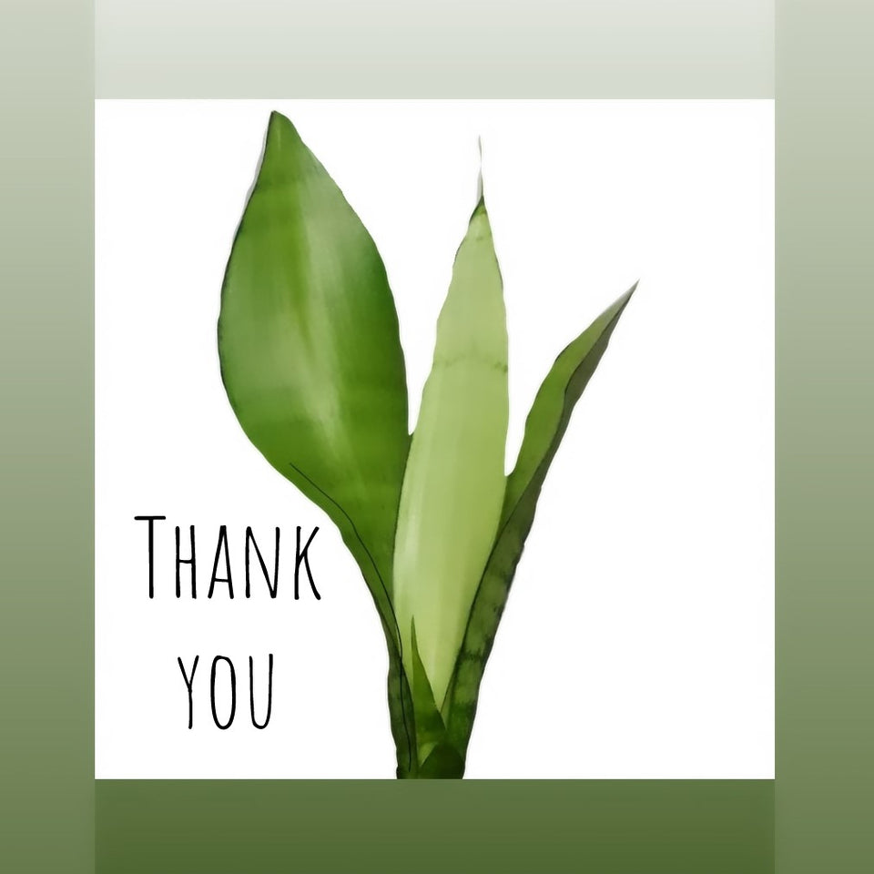 Sansevieria Moonshine card, Thank you card, plant designs by Merry