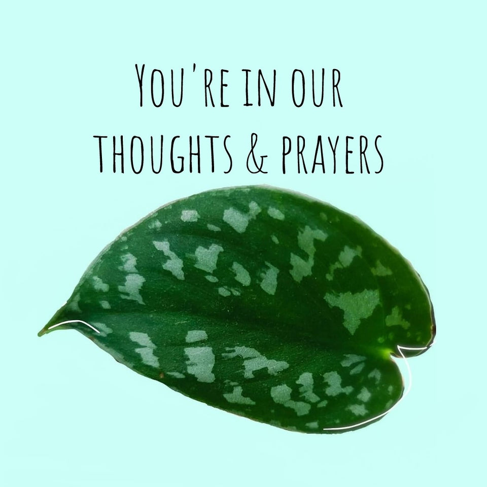 Silver Pothos with You're In Our Thoughts And Prayers, Plant designs by Merry